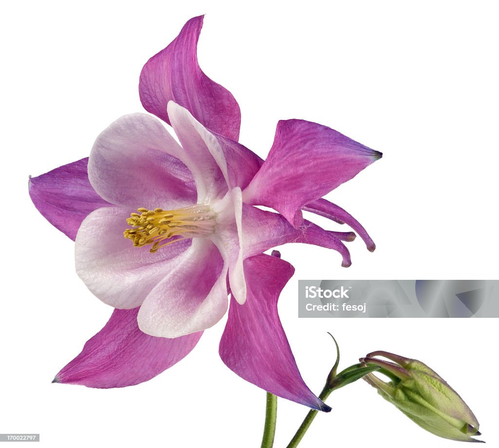 Wild Columbine isolada no branco - Foto de stock de Aquilégia royalty-free