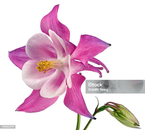 Foto de Wild Columbine Isolada No Branco e mais fotos de stock de Aquilégia - Aquilégia, Figura para recortar, Cabeça da flor