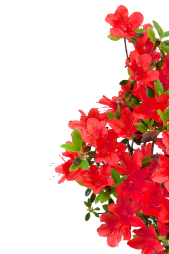 Red Azalea on white background. Copy space.