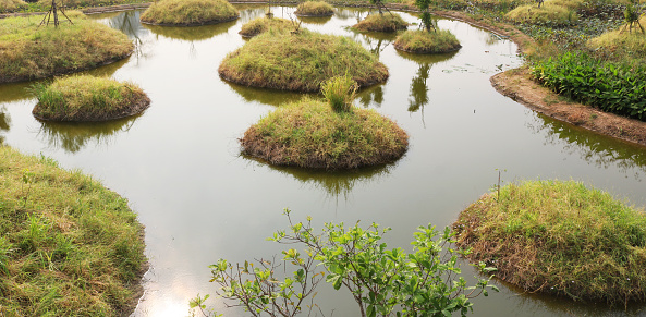 Swamps in humid tropical landscapes top view background.
