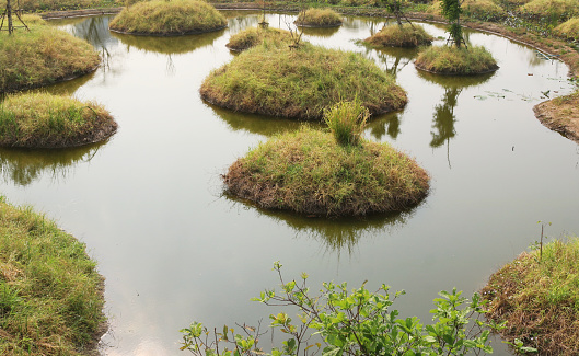 Swamps in humid tropical landscapes background.