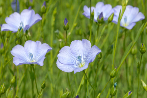 Blue flax field (Linum usitatissimum).