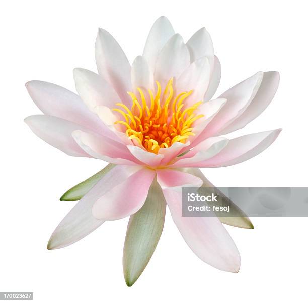 Różowy Kwiat Lotosu - zdjęcia stockowe i więcej obrazów Bez ludzi - Bez ludzi, Białe tło, Bliskie zbliżenie