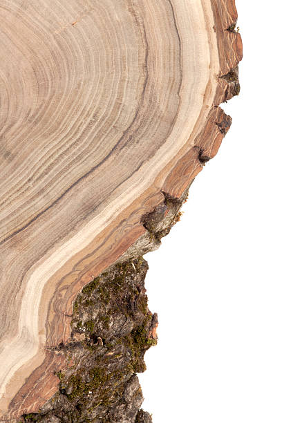 Wooden cut texture. Cross section of walnut tree trunk isolated on white. Nature abstract background.