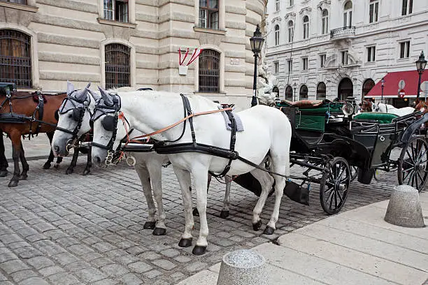 Chariots and horses parked on streets of Vienna, Austria, waiting for tourists;