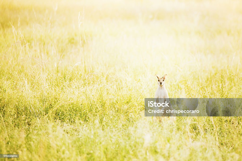 Wallaby A wallaby peering over tall grass in summertime in the outback, Northern Territory, Australia. Cute Stock Photo