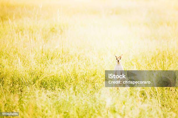 Wallaby Stock Photo - Download Image Now - Cute, Kangaroo, Agricultural Field