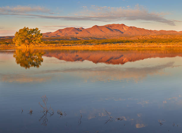 istock Mountain and Autumn Cottonwood Tree 170024483