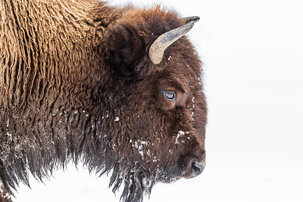 bison im winter - american bison stock-fotos und bilder