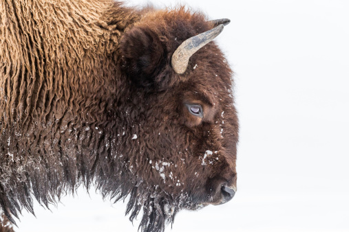 Bisonte en invierno photo
