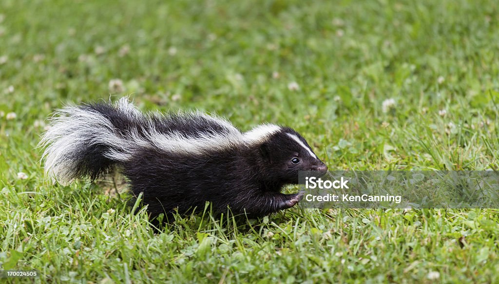 Baby Moffetta - Foto stock royalty-free di Mefitidi