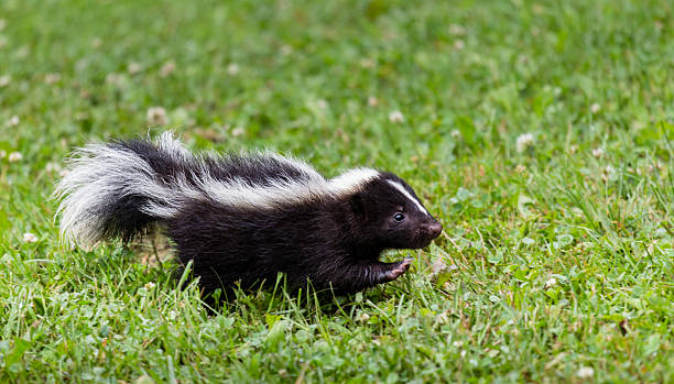 baby skunk - skunk zdjęcia i obrazy z banku zdjęć