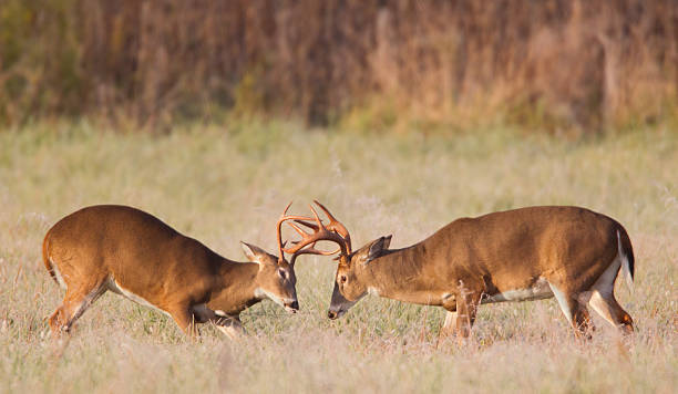 sparring deer - cades cove photos et images de collection