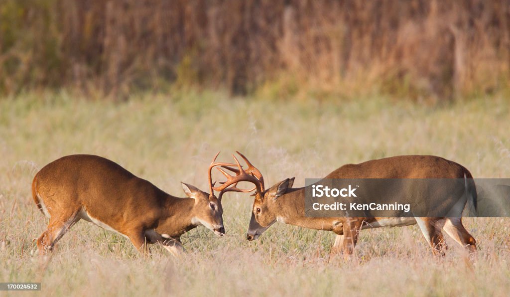 Sparringowym Deer - Zbiór zdjęć royalty-free (Jeleń wirginijski)