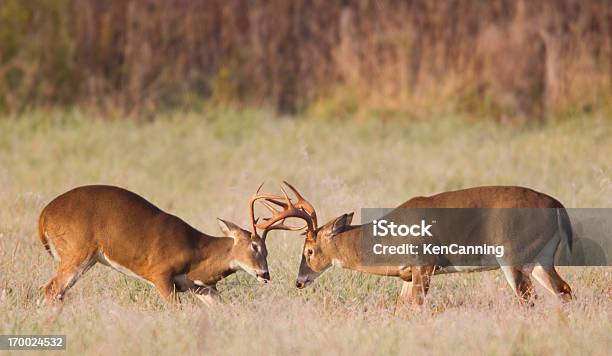 Foto de Boxe Deer e mais fotos de stock de Veado-Galheiro Norte-Americano - Veado-Galheiro Norte-Americano, Veado, Brigar