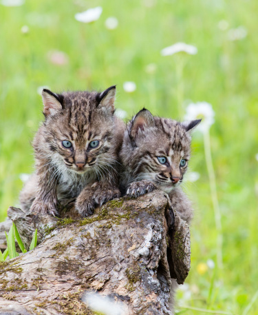 Juvenile Bobcats  