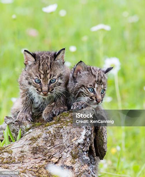 Bobcat Młodymi - zdjęcia stockowe i więcej obrazów Kot domowy - Kot domowy, Ryś rudy, Kwiat - Roślina