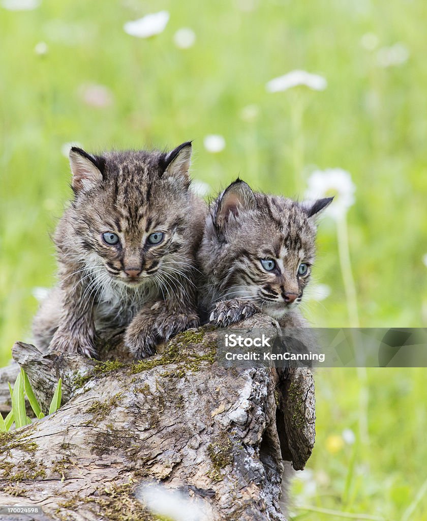 Bobcat que os gatinhos - Foto de stock de Gato doméstico royalty-free