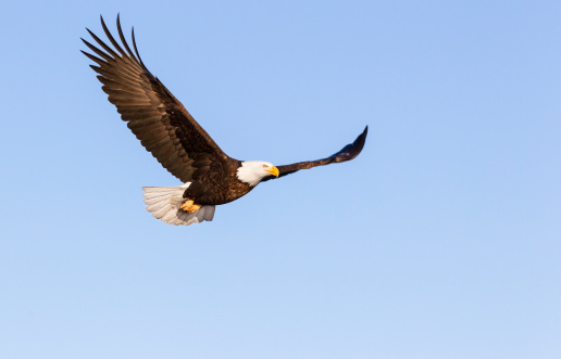 Bald Eagle Flying  
