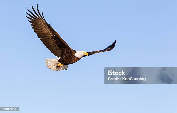 Bald Eagle Flying Stock Photo - Download Image Now - Eagle - Bird, Flying, Bald Eagle