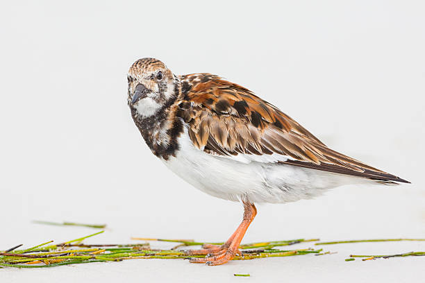 Ruddy Turnstone Ruddy Turnstone   ruddy turnstone stock pictures, royalty-free photos & images