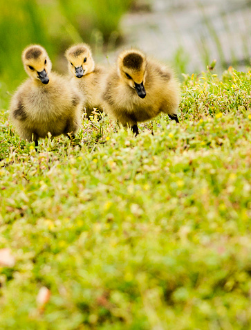 Three Day Old Goslings