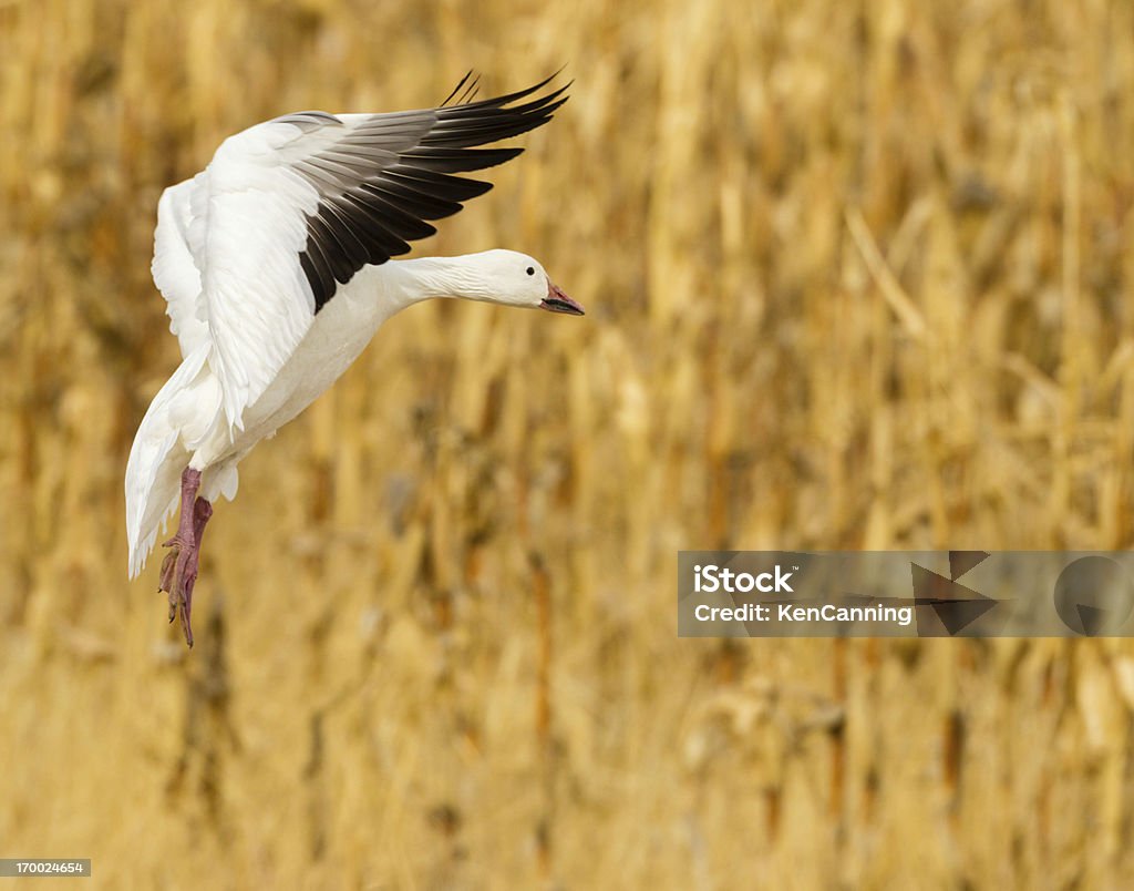 Goose Landing dans le champ de maïs - Photo de Aile d'animal libre de droits