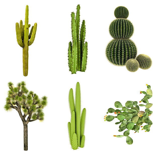 collezione di cactus/set isolato su sfondo bianco puro (72mpx-xxxl - cactus foto e immagini stock