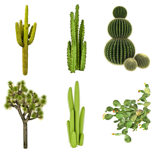 Cactus COLLECTION / SET Isolated on Pure White Background (72MPx-XXXL) stock photo