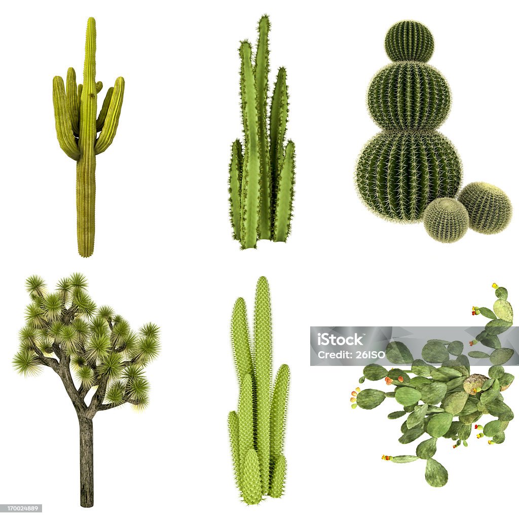 Bộ Sưu Tập Xương Rồng Set Cô Lập Trên Nền Trắng Tinh Khiết Hình ...