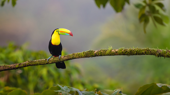 Keel-billed Toucan Sitting On A Branch, Costa Rica
