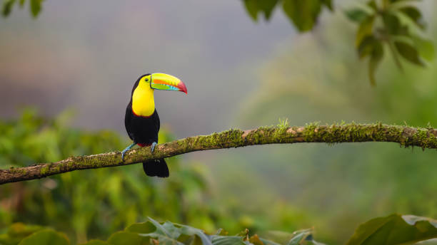 tucano de bico de quilha sentado em um galho, costa rica - photography tree perching animals in the wild - fotografias e filmes do acervo