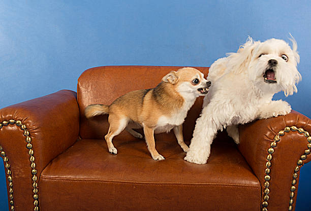 socializar adulto dogs- omg tengo miedo. - gruñir fotografías e imágenes de stock