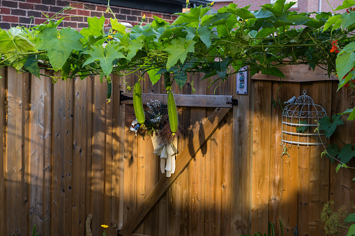 Rusty old working tools welded together into a gate for the vegetable garden