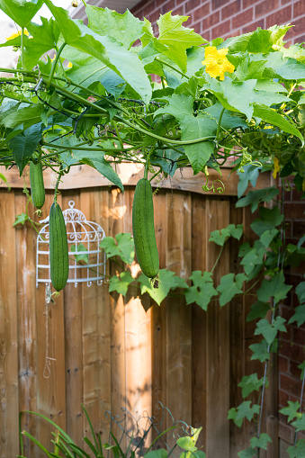 Loofah is a tropical and subtropical vines. Also called “Chinese okra”, it is commonly cultivated as vegetable in Asian countries. It adapts well in Southern Ontario, Canada