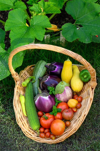 Freshly picked peppers, eggplant, tomatoes , zucchini, loofah and beans from home vegetable garden of urban area.