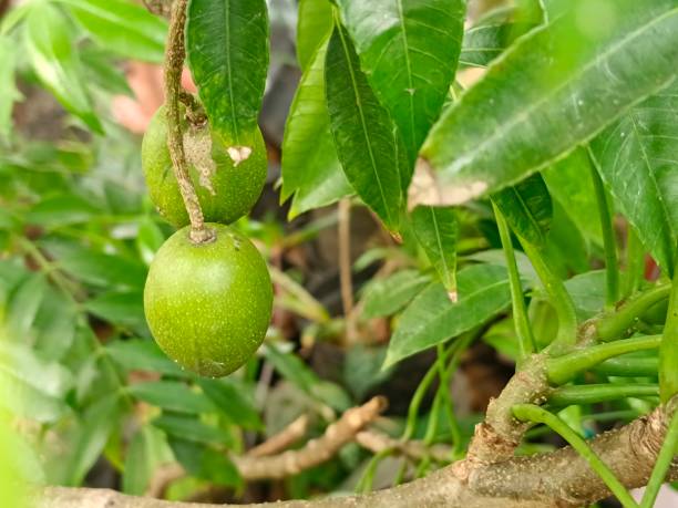 Kedondong, Ambarella, June Plum Fruit stock photo