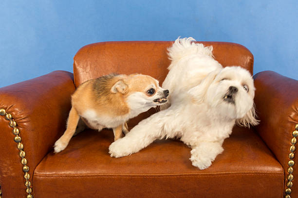 Socializing Adult Dogs Socializing Adult Dogs and the Importance of Maintaining Socialization nasty dog stock pictures, royalty-free photos & images