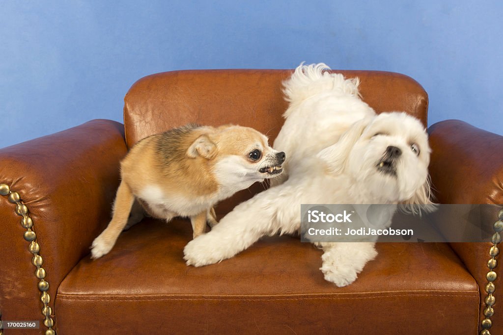 Socialização adulto cães - Foto de stock de Cão royalty-free
