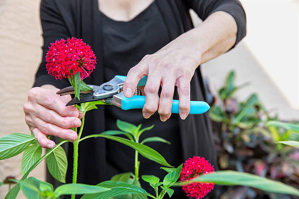 arthritis arthritische senior hände schneiden blumen - rheumatism human finger human hand human arm stock-fotos und bilder