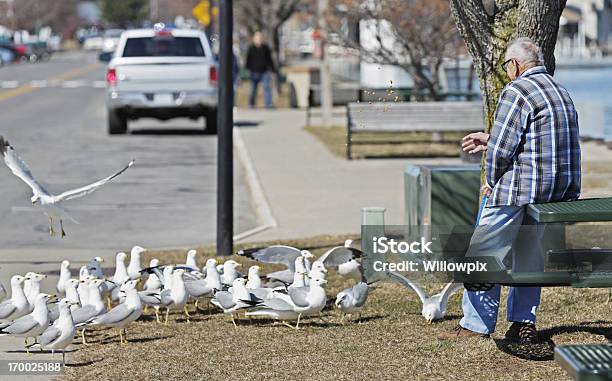 노인 남자 먹이기 바다빛 Gulls 공원에 대한 스톡 사진 및 기타 이미지 - 공원, 노인, 새