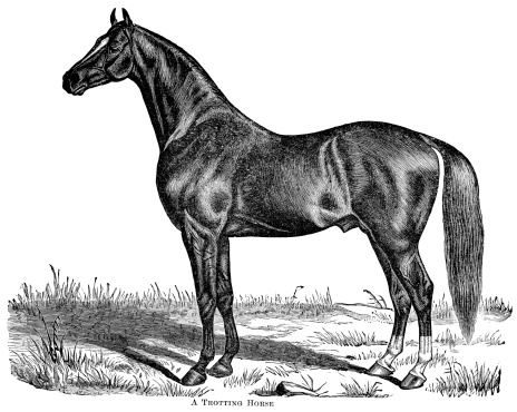 Engraving of trotting (race) horse. E. H. Dewey delineator. In Cyclopedia of Live Stock 1882.