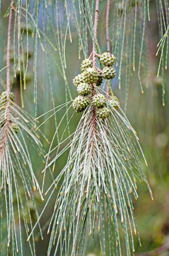 Close up of jointed branchlets and seed cones of ironwood, Casuarina equisetifolia. A tropical species that is invasive in most areas where it has been introduced including Oahu, Hawaii, USA where this photo was taken.