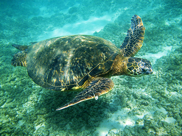 istock green sea turtle, Chelonia mydas, underwater 170025300