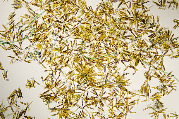diatoms, nitzschia espécies, micrografia - algae diatom high scale magnification micro organism imagens e fotografias de stock