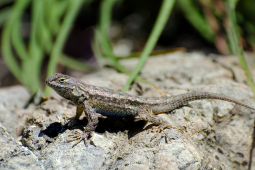 Male western fence lizard, Sceloporus occidentalis. He is puffed up along his midsection revealing the blue belly.