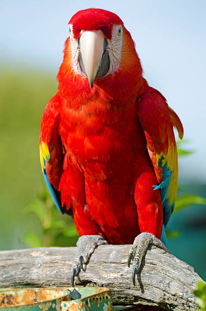 istock scarlet macaw  Ara macao 170025390