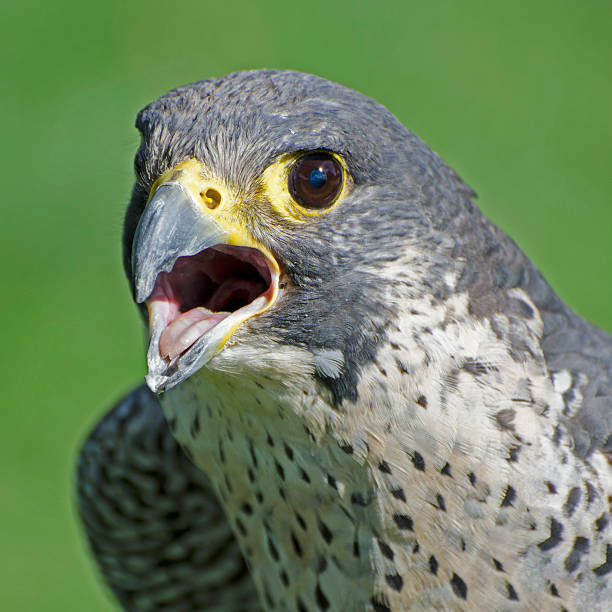 Close up of peregrine falcon, Falco peregrinus.