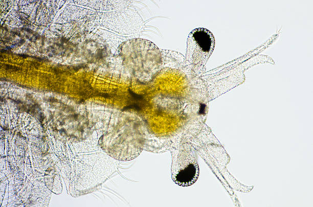 870+ Fotos, Bilder und lizenzfreie Bilder zu Artemia Fotos iStock