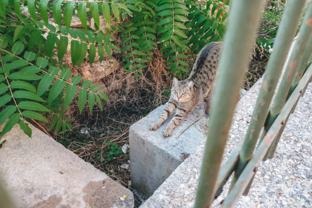 istock Sleepy cat close to Ancient Agora in Athens 1700254235